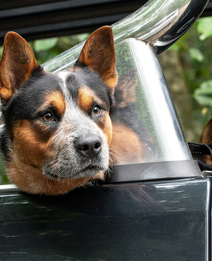 Dog looking out car window